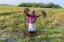 நீரில் மூழ்கிய நெற்பயிர்கள்.. விவசாயிகள் கவலை!
