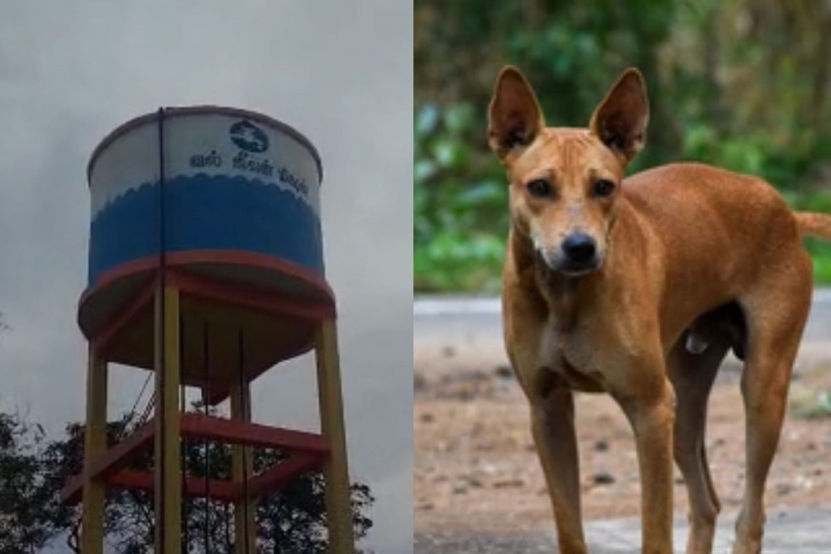 குடிநீர் தொட்டிக்குள் நாய் சடலம்