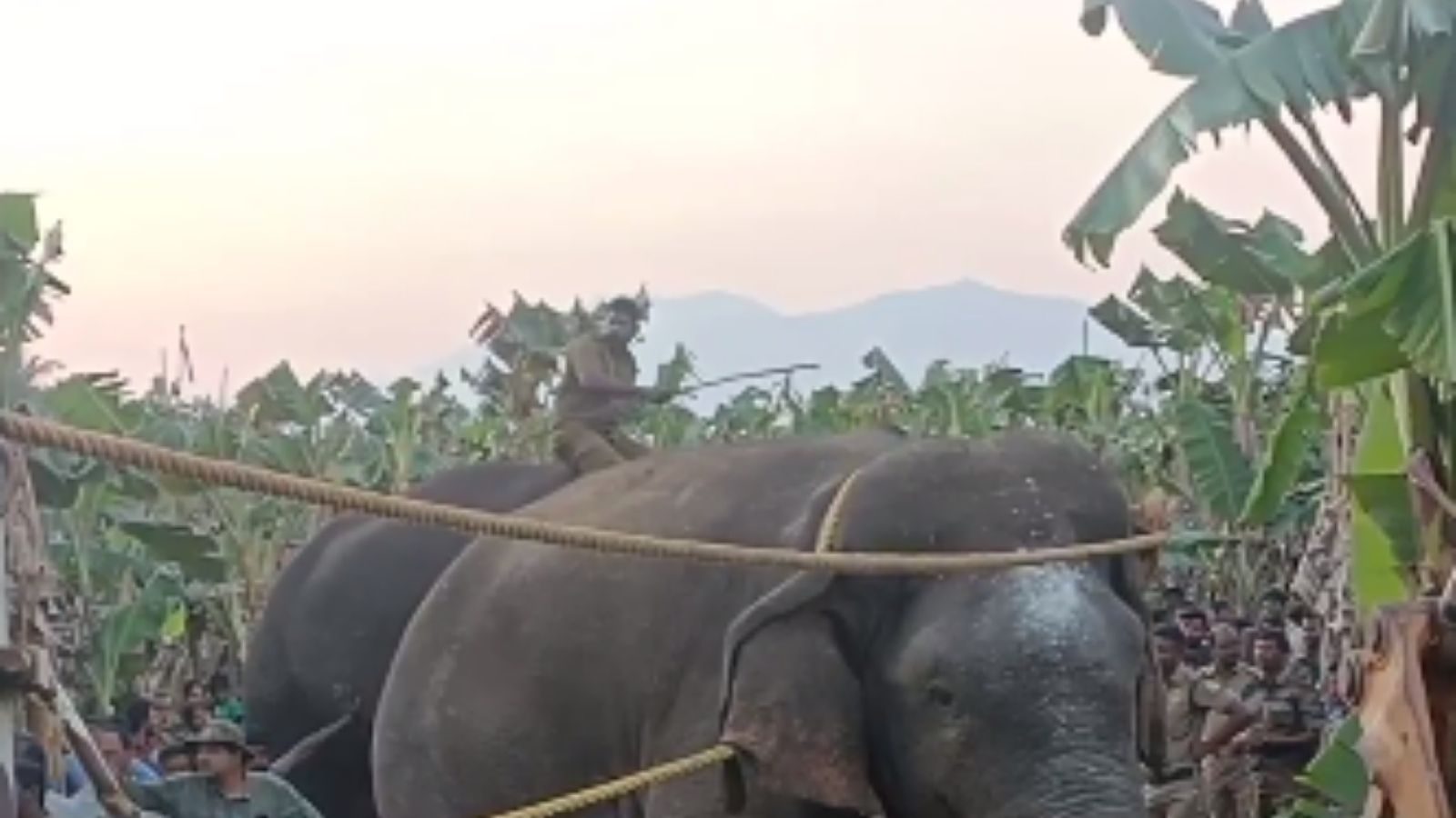 கோவை மக்களை கதிகலக்கிய மக்னா யானை பிடிபட்டது.. நிம்மதியில் மக்கள்!