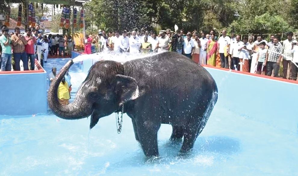  இந்த யானை கோவிலுக்கு வரும் குழந்தைகள் முதல் பெரியவர்களை வரை அனைவரையும் கவர்ந்து வருகிறது. யானையை பார்க்கவே கோவிலுக்கு வரும் தனி கூட்டமும் இருக்கிறது. கல்யாணி யானைக்கு தற்போது 32 வயதாகிறது.