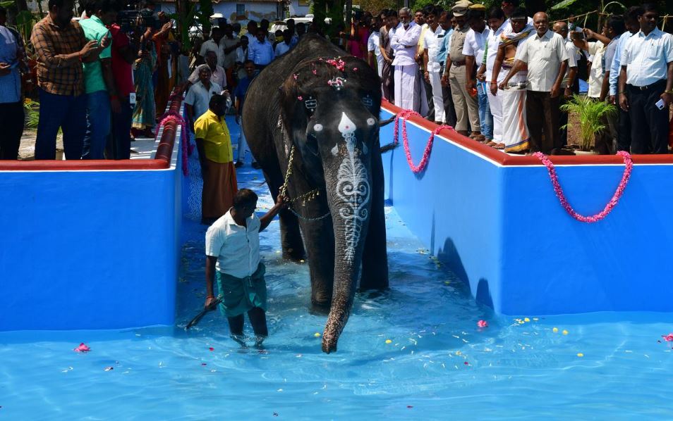  கோவையில் பிரசித்தி பெற்ற பட்டீஸ்வரர் கோவில் உள்ளது. இந்த கோவிலில் கல்யாணி என்ற யானை பராமரிக்கப்பட்டு வருகிறது. இந்த கல்யாணி யானை கடந்த 1996-ம் ஆண்டு பேரூர் கோவிலுக்கு கொண்டு வரப்பட்டது. யானையை பாகன் ரவி பராமரித்து வருகிறார்.