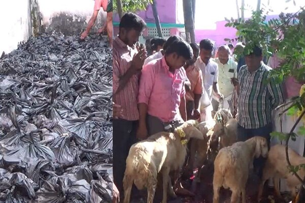 படையலான 500 ஆடுகள்.. ஆண்கள் மட்டும் பங்கேற்கும் கிடா விருந்து!