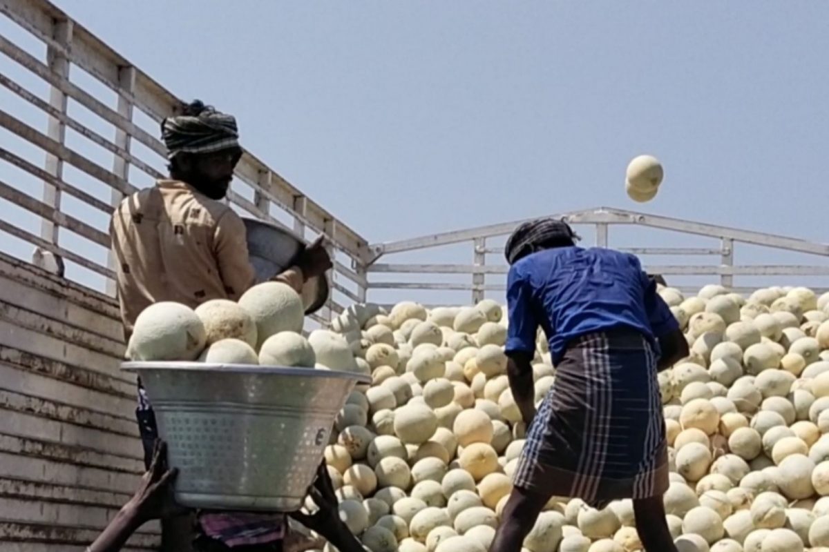 கோடை வெயிலை தணிக்க வரும் கிர்ணி பழம்..விழுப்புரத்தில் சாகுபடி தீவிரம்!