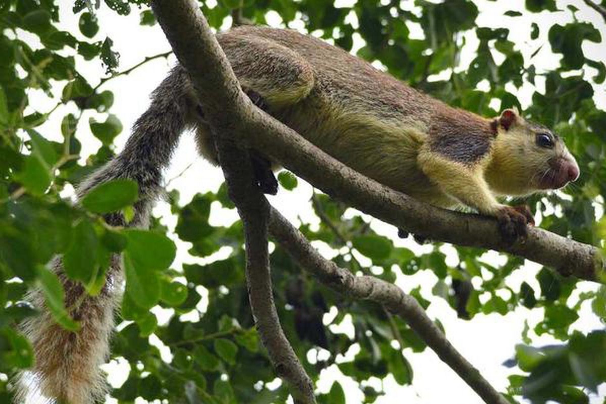  முதுகுப்பகுதி சாம்பல் நிறத்திலும், இளஞ்சிவப்பு நிற மூக்குடனும், அடர்த்தியான முடியும் மிக நீண்ட வாலுடனும் காணப்படும் இந்த அணிலைப் பார்ப்பதற்கே மிகவும் அழகாக இருக்கும். பெரும்பாலும் இந்த அணில்கள் மரத்தின் உச்சியிலேதான் இருக்கும்.