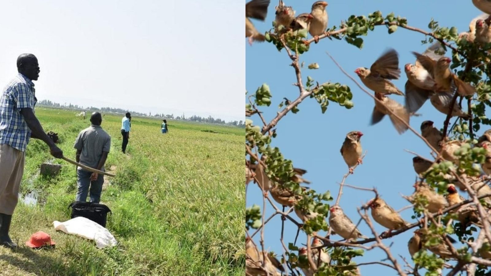 பறவைகள் மீது போர் தொடுக்கும் கென்யா.. 60 லட்சம் பறவைகளை கொல்ல இலக்கு.. அதிர்ச்சி காரணம்..!