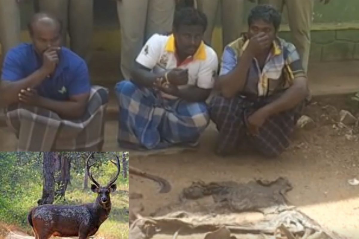 மிளா மானை சமைத்து சாப்பிட்ட 3 பேர்