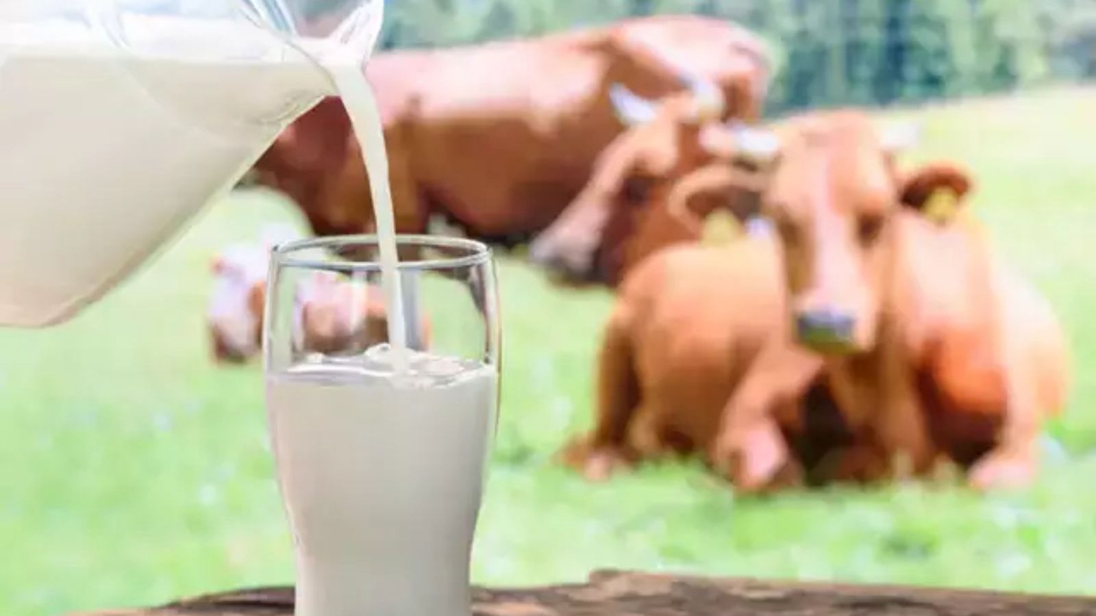 எப்போதும் இலவசம் தான்.. பால் விற்பனை தடை செய்யப்பட்டுள்ள இந்திய கிராமம்.. ஆச்சரிய வில்லேஜ்!