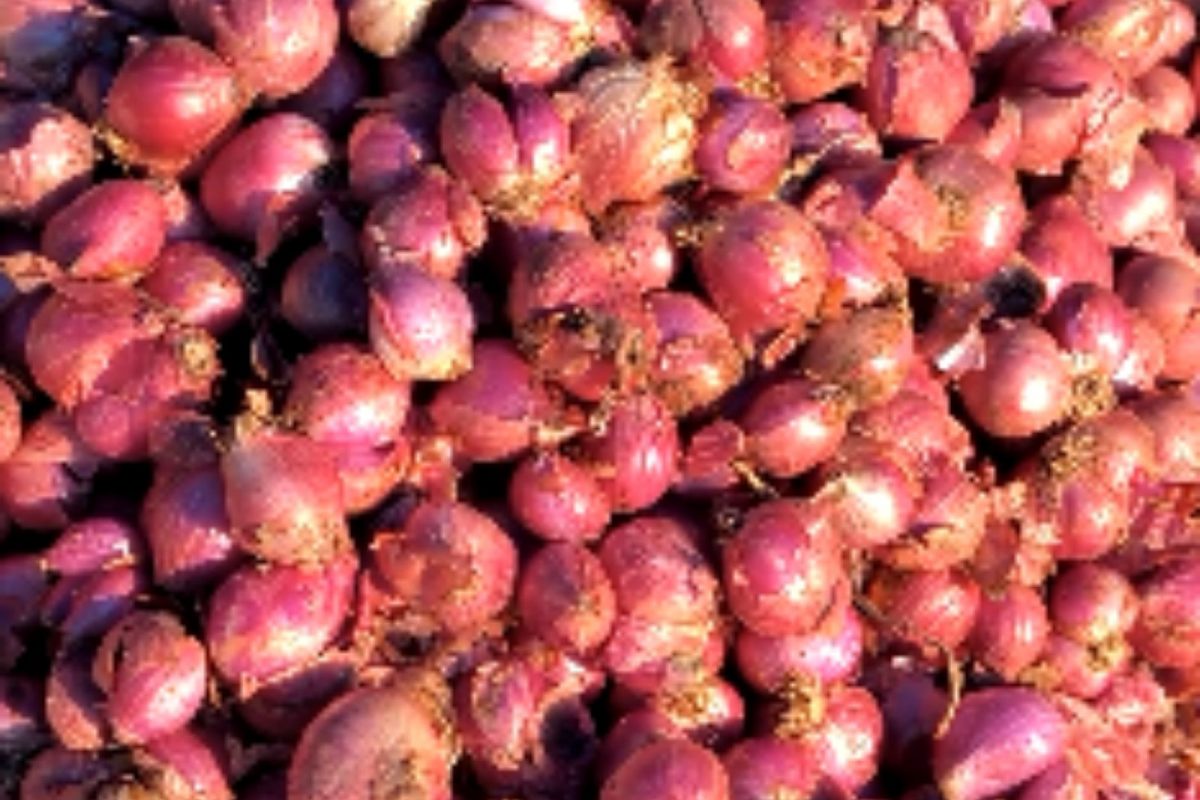 வெங்காயம்