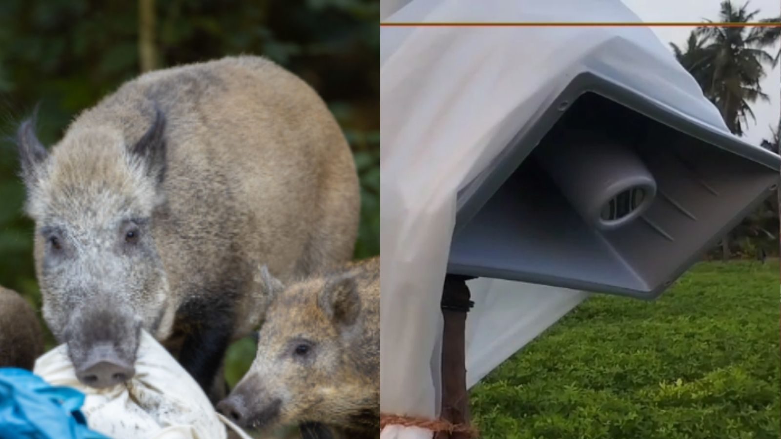 அட்டகாசம் செய்யும் காட்டு பன்றிகளை விரட்ட சூப்பர் டெக்னிக்! புதுச்சேரி விவசாயிகள் அசத்தல்!