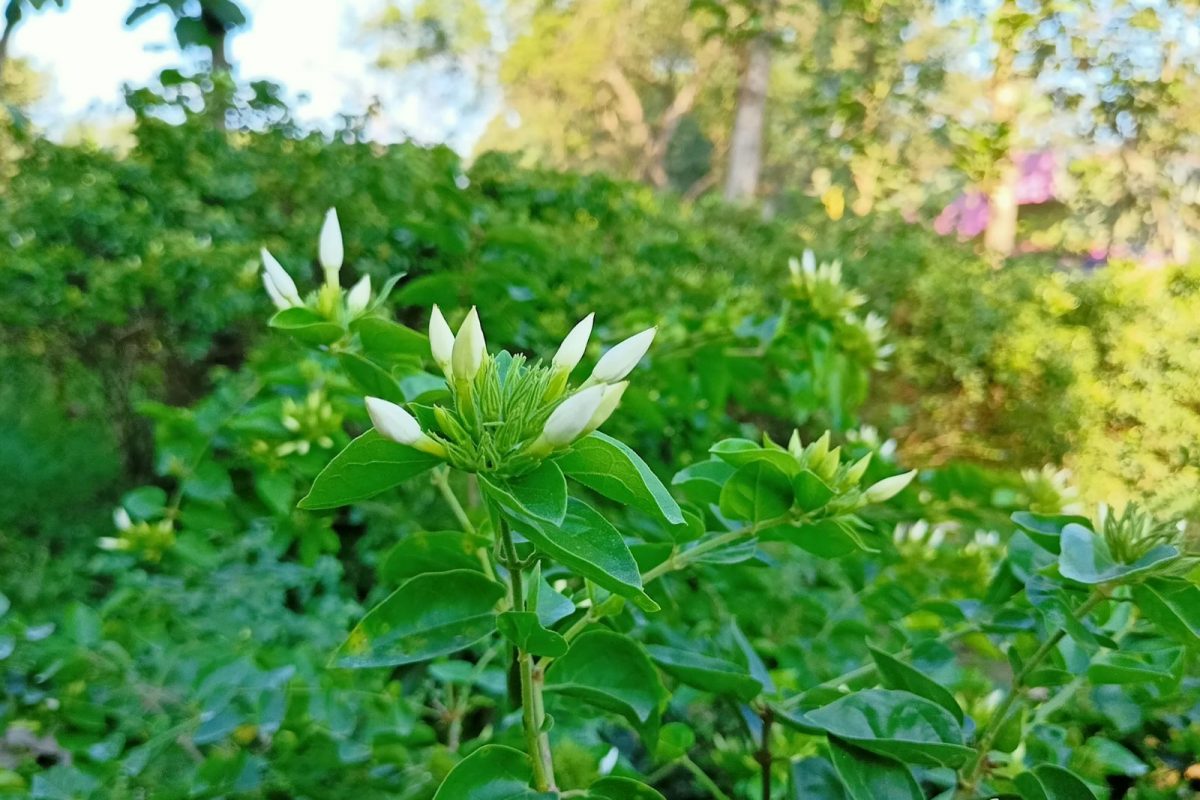 புதுக்கோட்டை