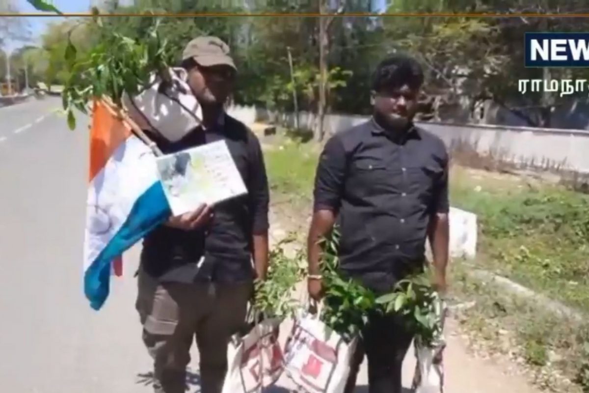மரக்கன்றுகளை
