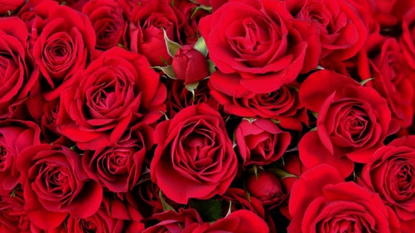 ரூ.600.. காதலர் தினத்தை முன்னிட்டு அதிரடியாக உயர்ந்த ரோஜா பூக்களின் விலை..!