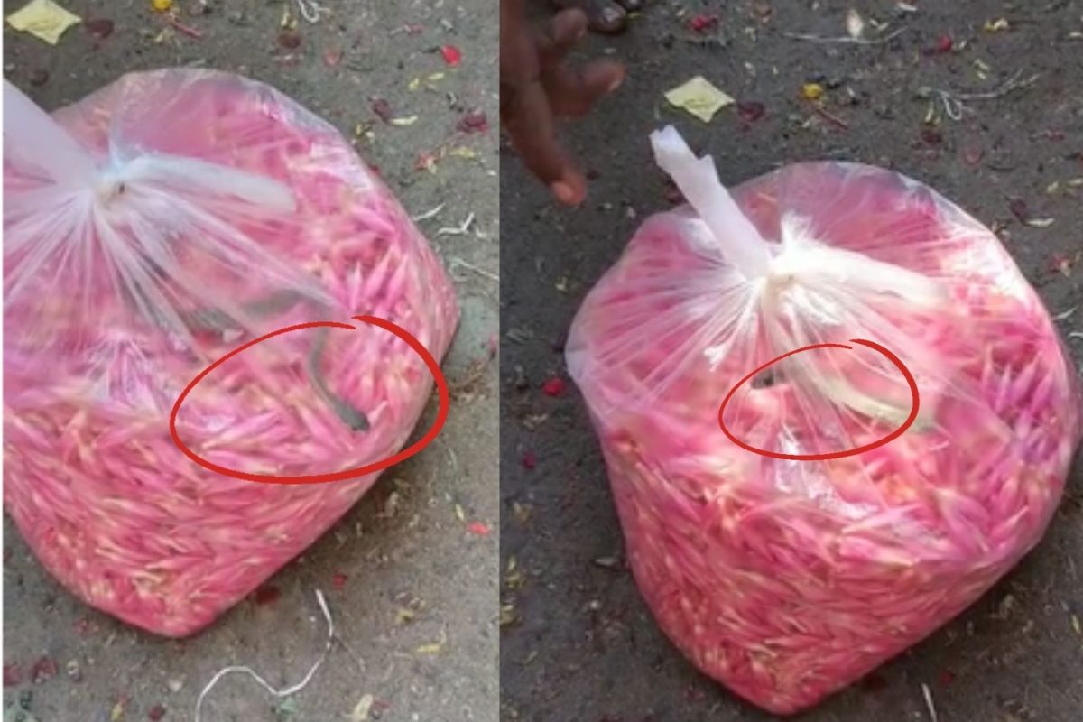 பூ கவரில் இருந்த குட்டி நல்ல பாம்பு