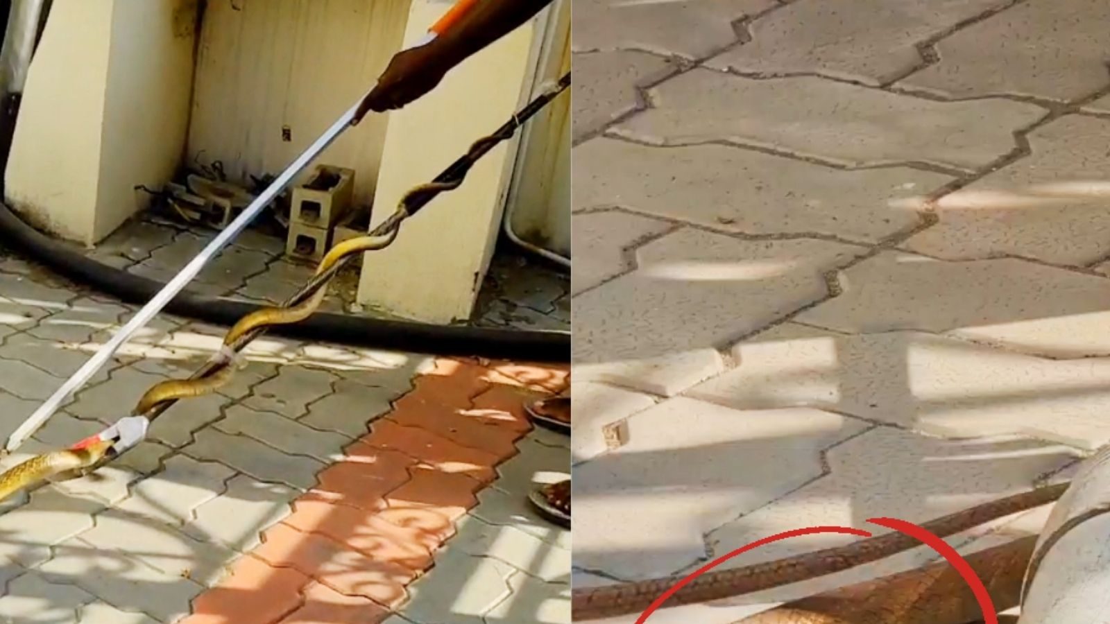 காஞ்சிபுரத்தில் அரசு அலுவலகத்தில் நுழைந்த 5 அடி நீள பாம்பு.. அலறியடித்து ஓடிய ஊழியர்கள்! 