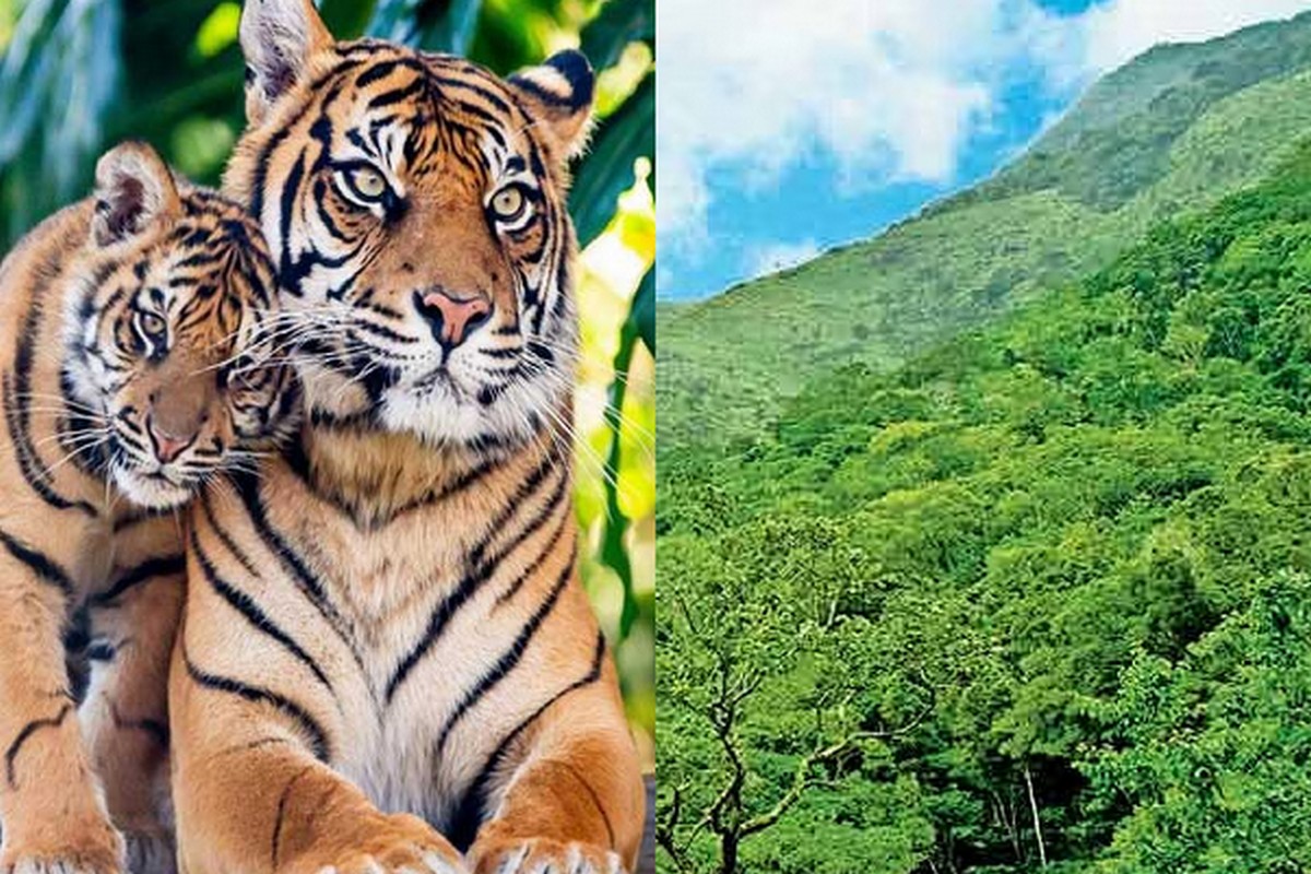  இந்த இடம் மேற்கில் கேரள மாநிலம் பெரியாறு புலிகள் காப்பகமும், வடமேற்கில் மேகமலை காப்புக்காடும், கிழக்கில் சிவகிரி காப்புக்காடும் சூழ்ந்து பரந்து விரிந்த பகுதியாக காணப்படுகிறது.