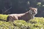 தேயிலை தோட்டத்தில் கூலாக வாக்கிங் சென்ற புலி - வைரல் வீடியோ