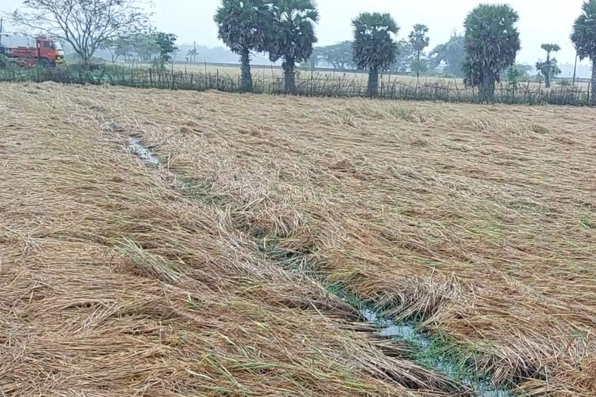 சம்பா மற்றும் தாளடி நெற் பயிர்கள்  பெருமளவு  மழைநீரில் சாய்ந்துள்ளன. 
