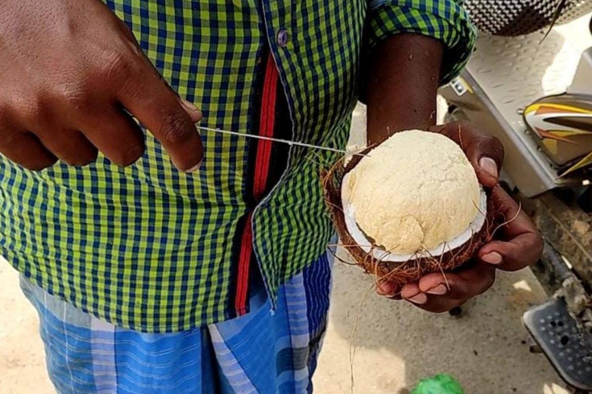 தேங்காய்