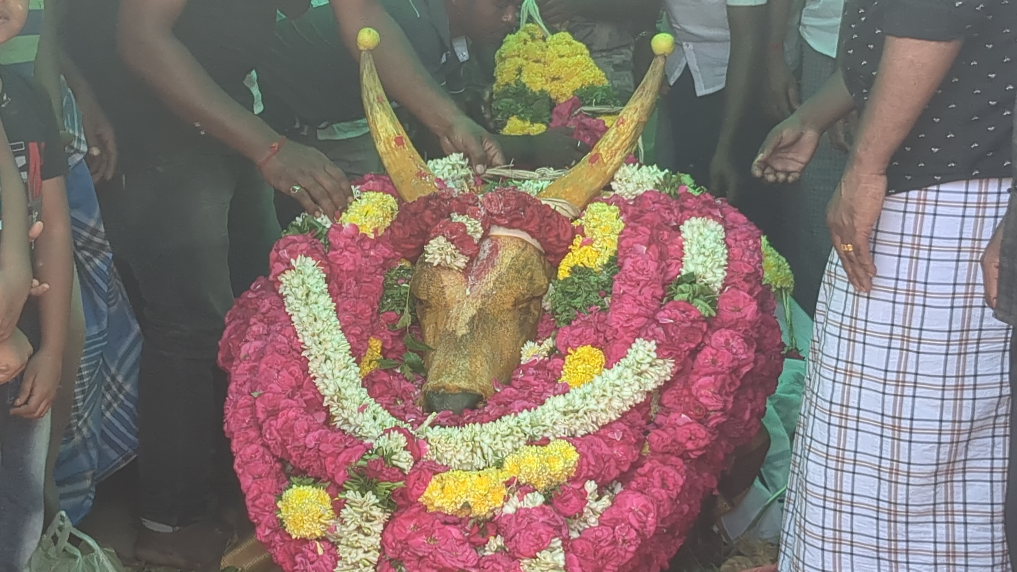  இதனால் அதிர்ச்சியடைந்த மாட்டின் உரிமையாளர் ராஜா மனிதர் இறந்தால் செய்யக்கூடிய சடங்குகள் போல உயிரிழந்த ஜல்லிக்கட்டு காளைக்கும் சடங்குகள் செய்தார்.