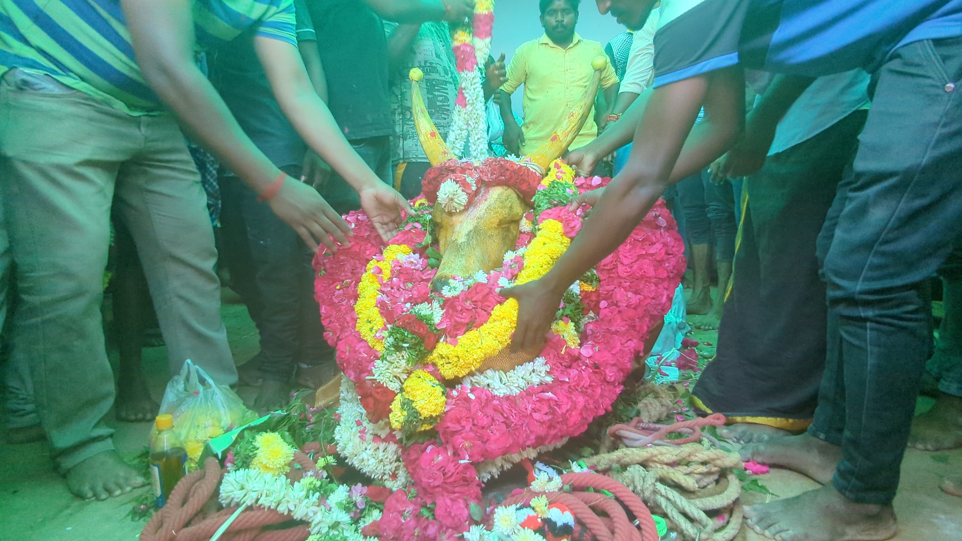  இதன் பின் கடந்த 20 நாட்களாக உடல்நலக் குறைவால் பாதிக்கப்பட்டிருந்த காளை கட்டப்பா -2 நேற்று (02/03/2023) காலை உயிரிழந்தது.