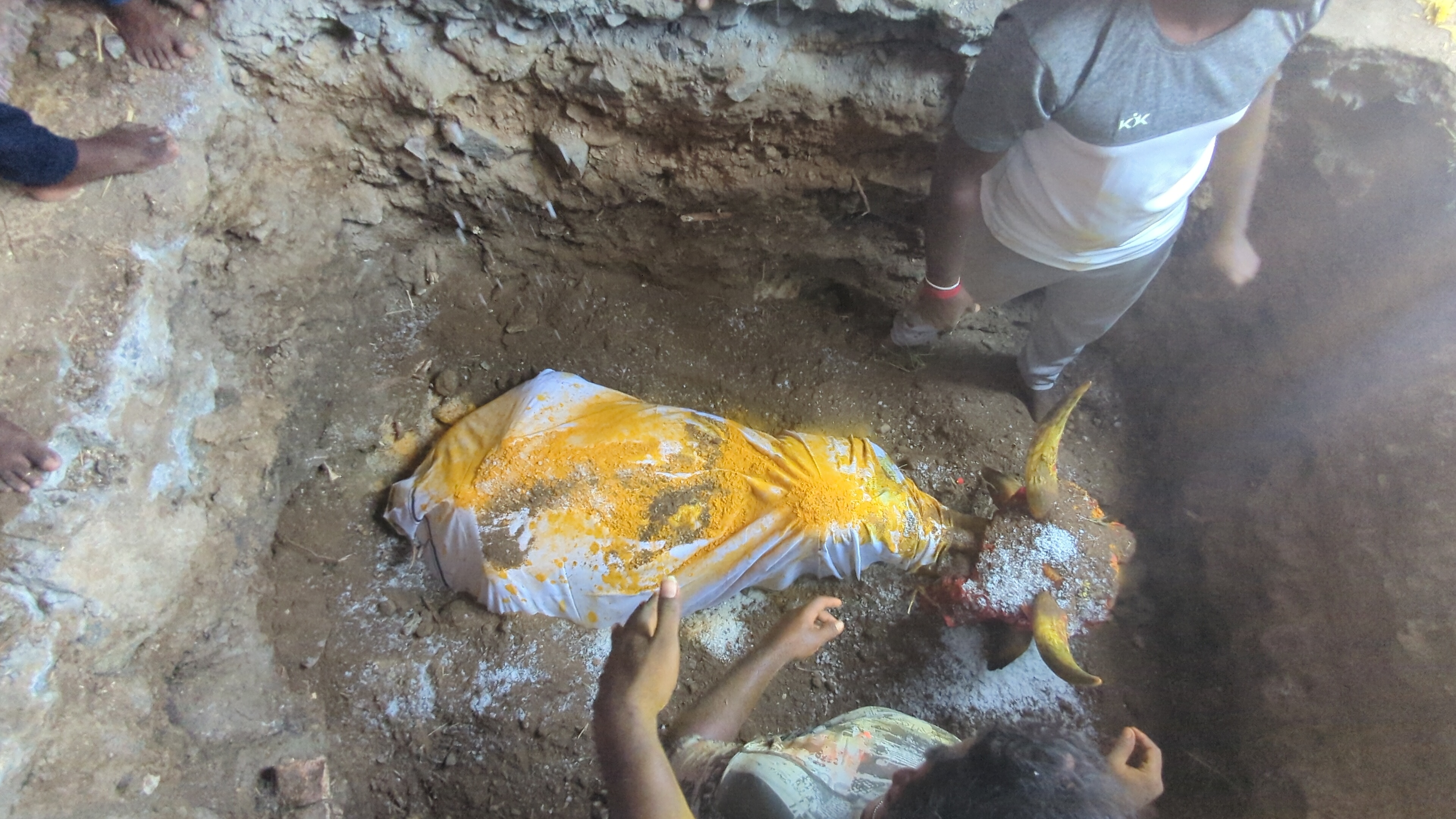  அதன்பின் காளை கட்டப்பட்டிருந்த பகுதியிலேயே குழி தோண்டி புதைக்கப்பட்டது. இதனை மாட்டின் உரிமையாளர் ராஜா மற்றும் அப்பகுதியை சேர்ந்த பொதுமக்கள், மாடுபிடி வீரர்கள் கலந்து கொண்டு உயிரிழந்த காளையை சுற்றி அழுது பிரியாவிடை கொடுத்தனர்.