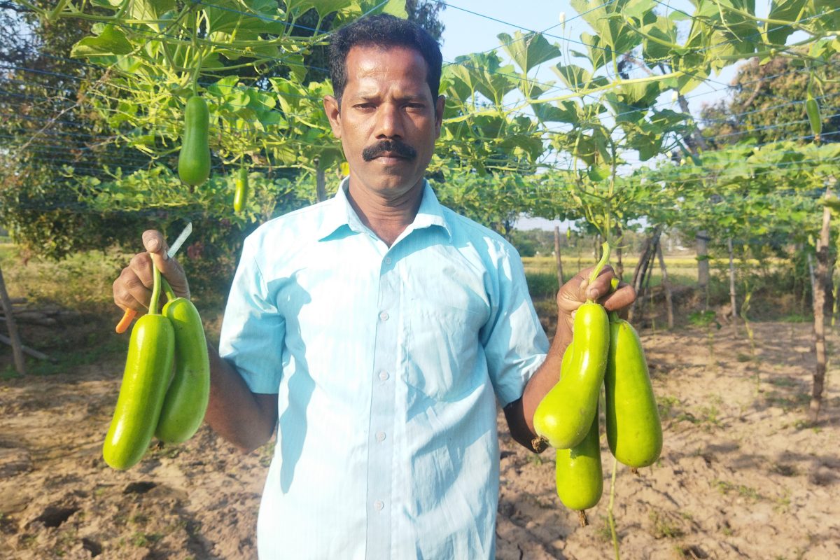 சுரைக்காய்