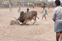 அனல் பறந்த ஆவியூர் ஜல்லிக்கட்டு... சீறிப்பாய்ந்த காளைகள்!