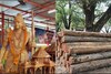 அயோத்தி கோவில் முகப்பு வடிவமைக்க உலகின் உயர்த்தர தேக்கு மரம்..