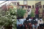 வாடகை வீட்டில் கஞ்சா செடி வளர்ப்பு... இளைஞர்கள் கைது..!