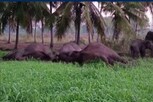 யானைகளை காவு வாங்கும் மின் வேலிகள்!