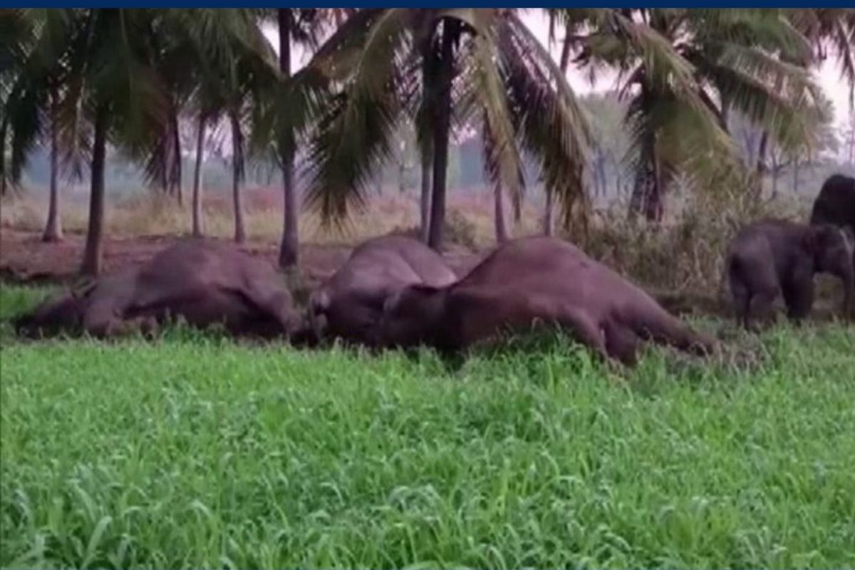 கிருஷ்ணகிரி யானைகள் இறப்பு