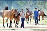 தமிழ்நாடு காவல்துறையில் குதிரை பராமரிப்பாளர் வேலை..!