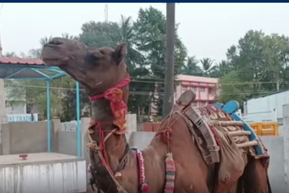 தஞ்சாவூரில் பறிமுதல் செய்த ஒட்டகம்