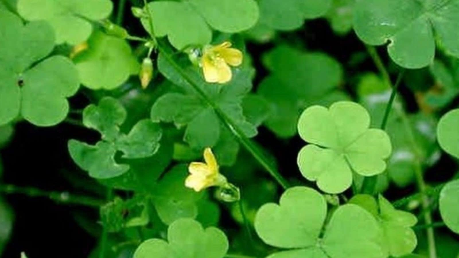 வள்ளலார் சொன்ன புளியாரை கீரை பற்றி தெரியுமா?