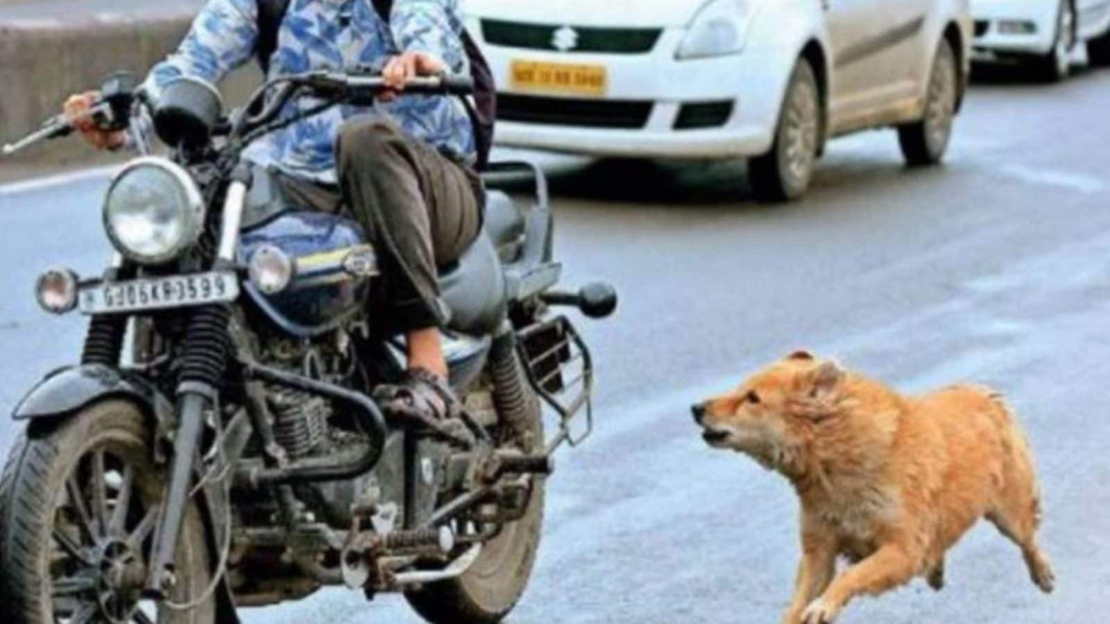 ஓடும் கார், பைக்குகளை நாய்கள் துரத்துவது ஏன் தெரியுமா? காரணம் இதுதான்..!