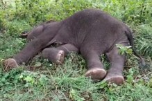 நீர்த் தேக்க தொட்டியில் தவறி விழுந்து யானை குட்டி உயிரிழப்பு