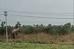 மின்சாரம் தாக்கி உயிரிழந்த யானை.. பதைபதைக்கும் காட்சிகள்..!