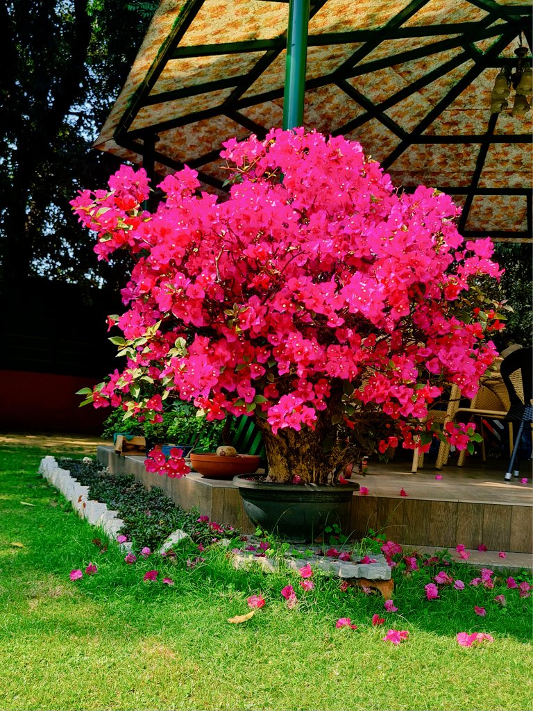 Delhiites Share Beautiful Images of Bougainvillea as City Blooms