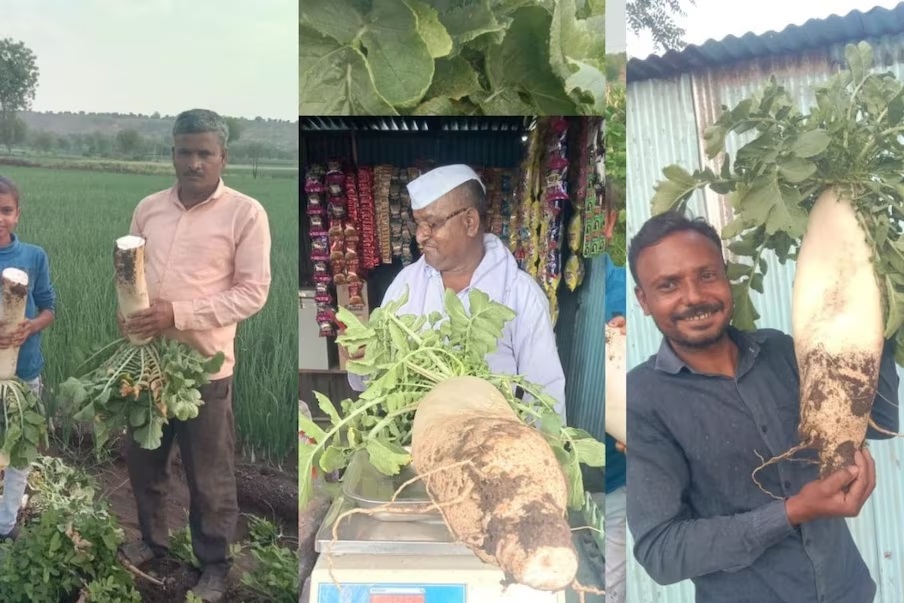  இந்த ராட்சத முள்ளங்கி மகாராஷ்டிரா மாநிலத்தில் உள்ள விவசாயி ஒருவர் வயலில்தான் விளைகிறது. பூசணிக்காய் அளவில் எடை கொண்ட இந்த ராட்ச முள்ளங்கியை நீங்கள் பார்த்திருப்பது மிக அரிது.