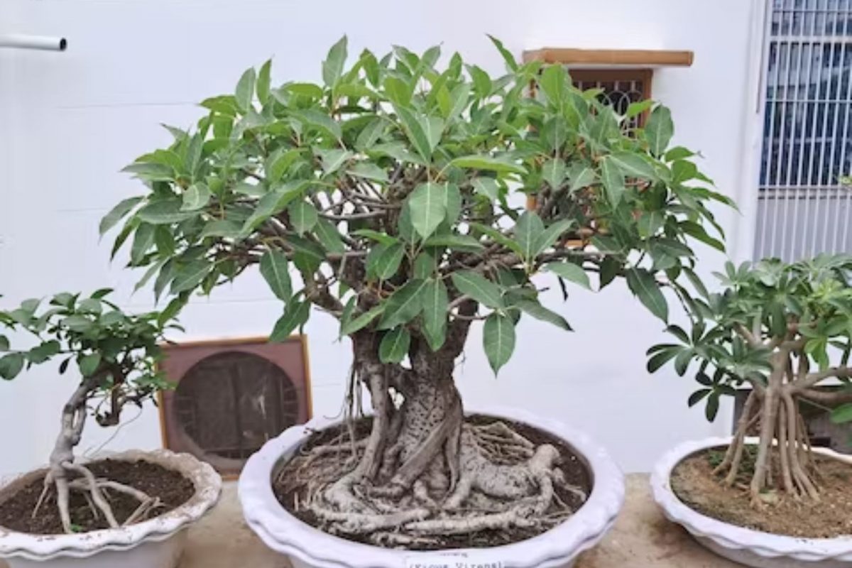 போன்சாய் மரம் வளர்ப்பு தொழில்