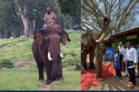 கும்கி யானைகளின் ‘கிங்’ கலீம்... பணி ஓய்வு அறிவித்த வனத்துறை