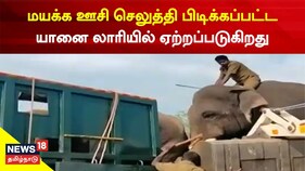 மேட்டுப்பளையத்தில் மயக்க ஊசி செலுத்தி பிடிக்கப்பட்ட யானை லாரியில் ஏற்றப்படும் காட்சி..!