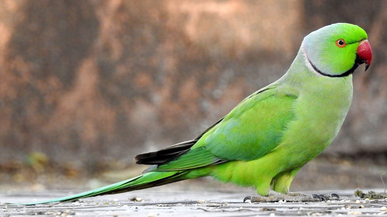 இந்த உயிரினங்கள் வீட்டிற்குள் நுழைந்தால் ஐஸ்வர்யம் பெருகுமாம்.. ஐதீக நம்பிக்கை சொல்வது இதுதான்!