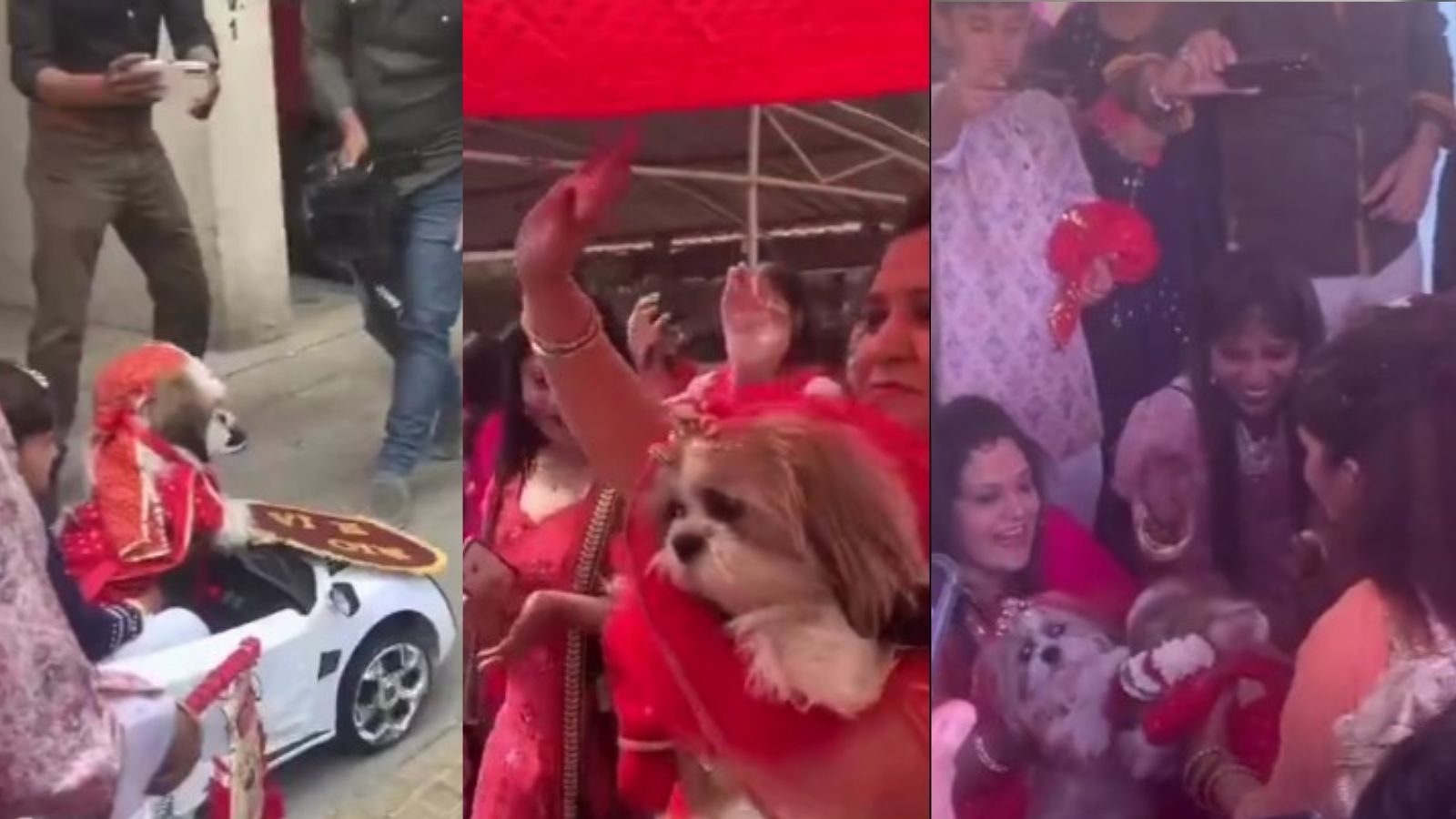 பொம்மை காரில் ஊர்வலம், அமர்க்களமான விருந்து... ஊரே வியக்க நாய்களுக்கு நடந்த திருமணம்..!