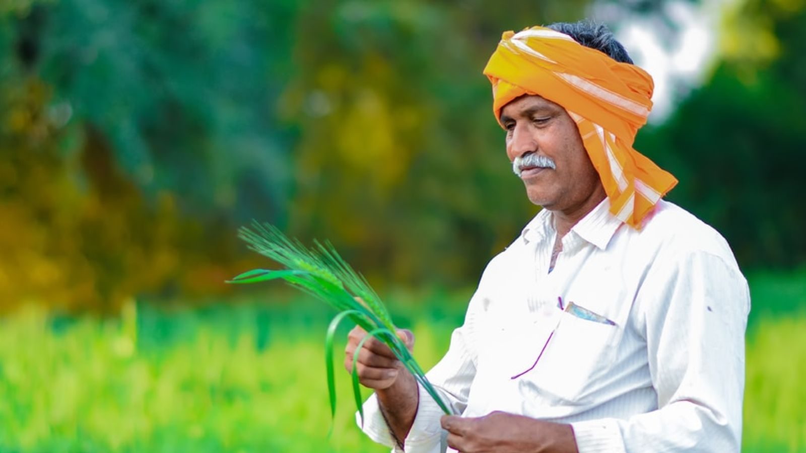 விவசாயிகள் கவனத்துக்கு ... பயிர் காப்பீடு செய்ய கடைசி நாள் அறிவிப்பு..! - உடனே இதை செய்துமுடிங்க!