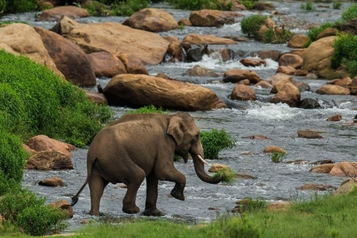  மலை எற விருப்பம் இல்லை அனால் குளிர்ச்சியான இடத்திற்கு போக வேண்டும் என்று நீங்கள் நினைத்தால் அதற்காகவே பொள்ளாச்சி உள்ளது. தென்னை மரங்கள் சூழ்ந்த இந்த ஊரை சுற்றி  ஆனைமலை, ஆழியார் அணை, திருமூர்த்தி மலை, திருமூர்த்தி அருவி, பரம்பிக்குளம் புலிகள் சரணாலயம் எல்லாம் உங்களுக்கு நல்ல ஸ்பாட்களாக இருக்கும்.