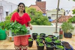 மாடித்தோட்டத்திலிருந்து இப்படி கூட வருமானம் பார்க்கலாமே..