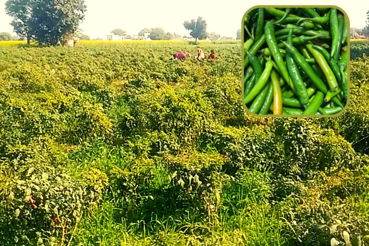 மிளகாய் சாகுபடியில் லட்சக்கணக்கில் லாபம் சம்பாதிக்கும் விவசாயிகள்..!