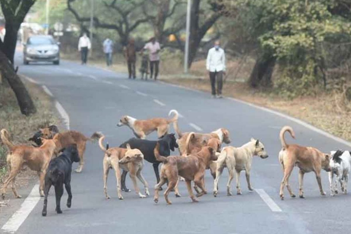 தெருநாய்களை கட்டுப்படுத்த திட்டம்... பட்ஜெட்டில் அறிவிப்பு