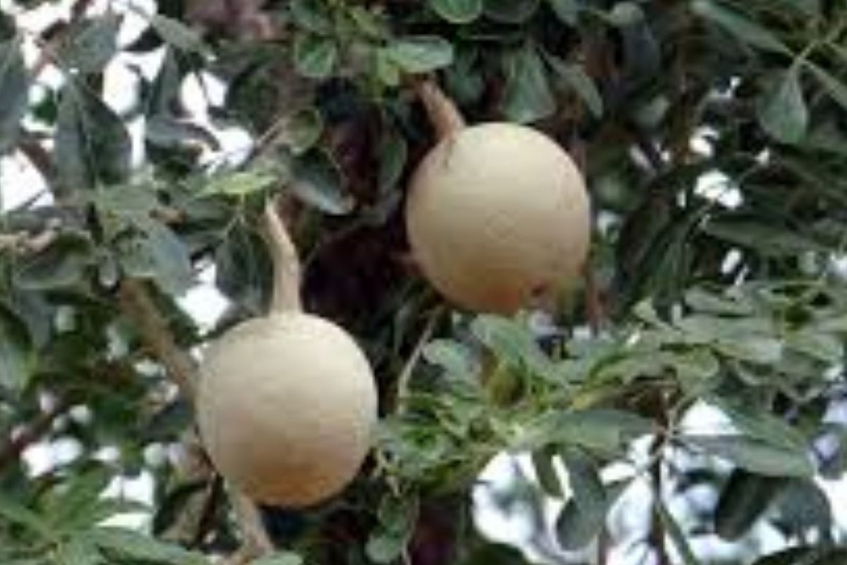 விளாம்பழம்
